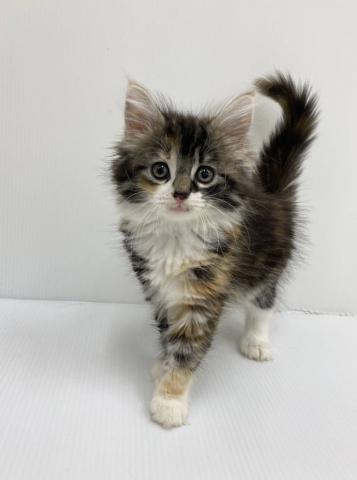 ノルウェージャンフォレストキャット