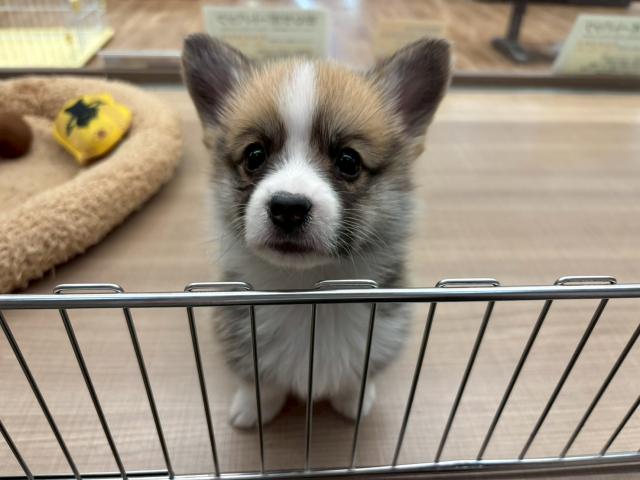 ウェルシュコーギーペンブローク