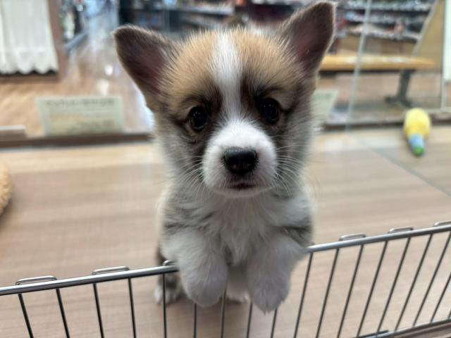 ウェルシュコーギーペンブローク