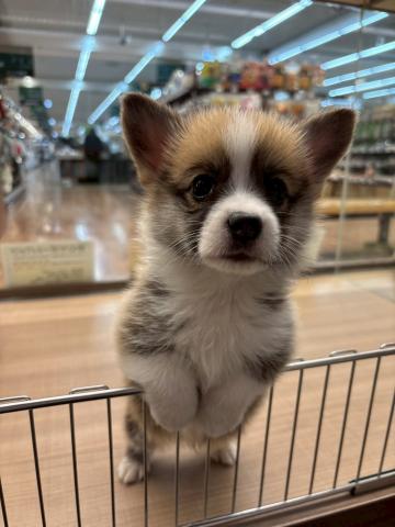 ウェルシュコーギーペンブローク