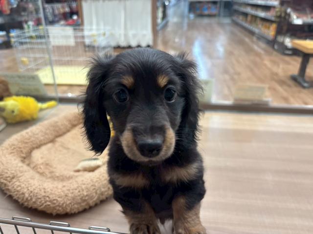 ミニチュアダックスフンド