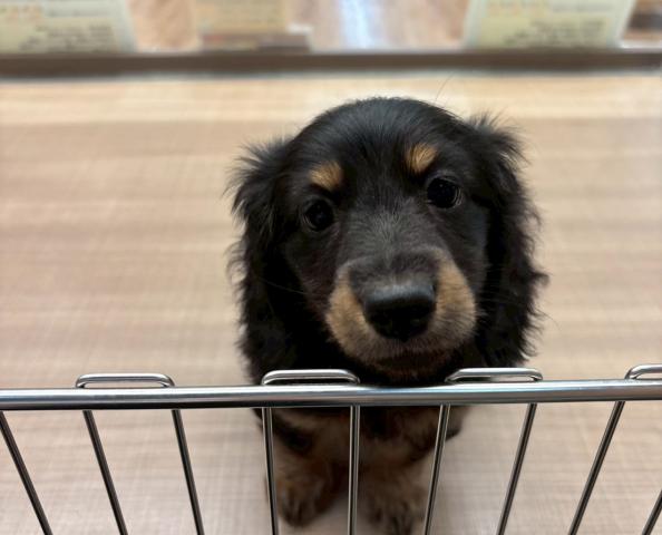 ミニチュアダックスフンド