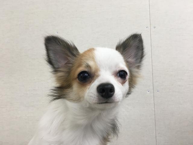 チワワ（ロングコート）子犬