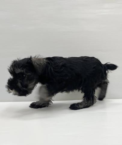 ミニチュアシュナウザー