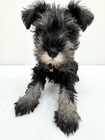 和歌山県のミニチュアシュナウザー (ペットアミ 紀ノ川店/2025年10月4日生まれ/女の子/ブラックシルバー)の子犬の1枚目の画像