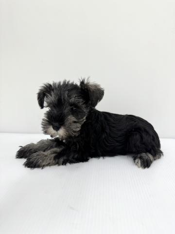 和歌山県のミニチュアシュナウザー (ペットアミ 紀ノ川店/2025年10月4日生まれ/女の子/ブラックシルバー)の子犬の2枚目の画像