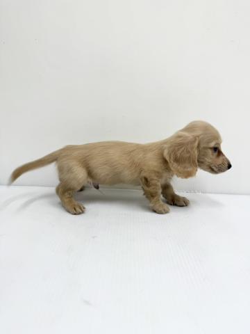 和歌山県のカニンヘンダックスフンド(ロング) (ペットアミ 紀ノ川店/2025年10月5日生まれ/男の子/イエロー)の子犬の2枚目の画像