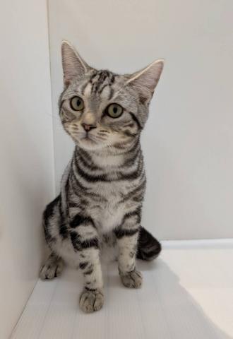 アメリカンショートヘアー子猫