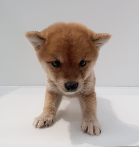 長野県の豆柴 (ペットアミ 中野店/2025年9月12日生まれ/男の子/赤)の子犬