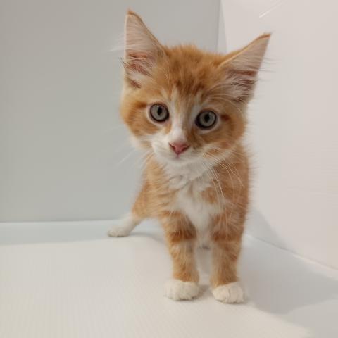 メインクーン子猫