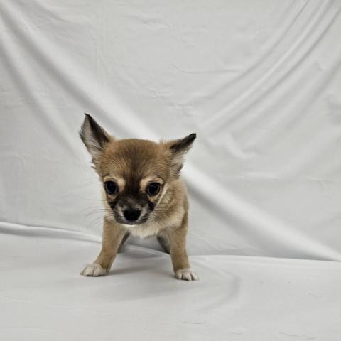 チワワ(ロングコート)