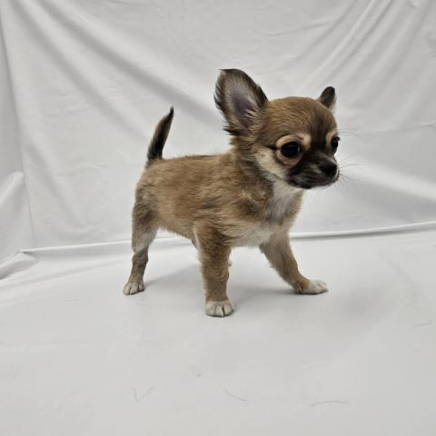 チワワ(ロングコート)