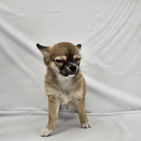 チワワ(ロングコート)