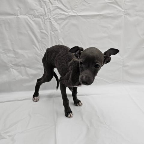 大阪府のイタリアングレーハウンド (NICO PET Select 和泉中央店/2025年9月6日生まれ/女の子/ブルーホワイト)の子犬の3枚目の画像