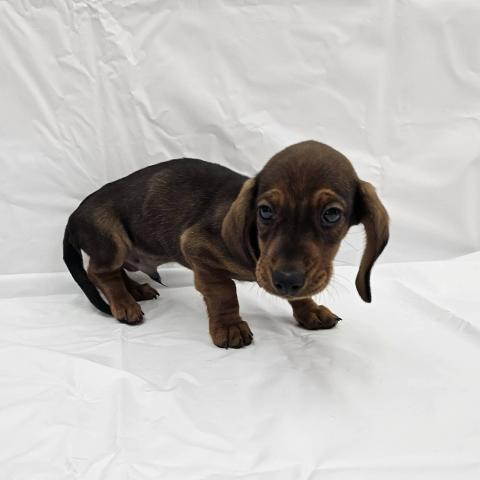 大阪府のスタンダードダックスフンド(ロング) (NICO PET Select 和泉中央店/2025年9月7日生まれ/男の子/レッド)の子犬の1枚目の画像
