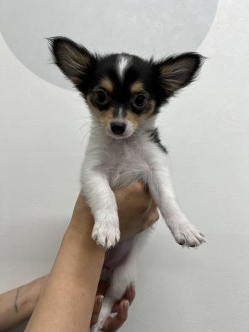 三重県のチワワ(ロング) (ペットアミ 名張店/2025年8月3日生まれ/女の子/ブラックタンホワイト)の子犬