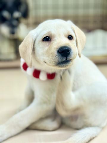 新潟県のラブラドールレトリーバー (ペットアミ 柏崎店/2025年10月4日生まれ/男の子/クリーム)の子犬の1枚目の画像