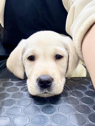 新潟県のラブラドールレトリーバー (ペットアミ 柏崎店/2025年10月4日生まれ/男の子/クリーム)の子犬の2枚目の画像