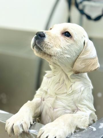 新潟県のラブラドールレトリーバー (ペットアミ 柏崎店/2025年10月4日生まれ/男の子/クリーム)の子犬の4枚目の画像