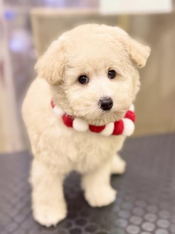 新潟県のトイプードル(トイ) (ペットアミ 柏崎店/2025年9月27日生まれ/男の子/クリーム)の子犬