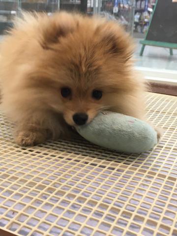 群馬県のポメラニアン (ペットアミ 前橋店/2025年7月3日生まれ/女の子/オレンジ)の子犬の2枚目の画像