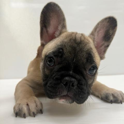 和歌山県のフレンチブルドッグ (ペットアミ 岩出店/2025年9月21日生まれ/男の子/フォーン)の子犬の1枚目の画像