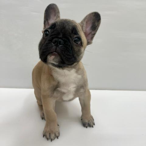 和歌山県のフレンチブルドッグ (ペットアミ 岩出店/2025年9月21日生まれ/男の子/フォーン)の子犬の2枚目の画像