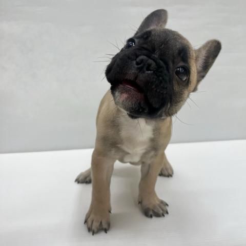 和歌山県のフレンチブルドッグ (ペットアミ 岩出店/2025年9月21日生まれ/男の子/フォーン)の子犬の3枚目の画像