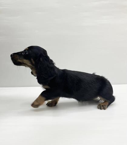 和歌山県のミニチュアダックスフンド(ロング) (ペットアミ 岩出店/2025年9月20日生まれ/女の子/ブラックタン)の子犬の3枚目の画像