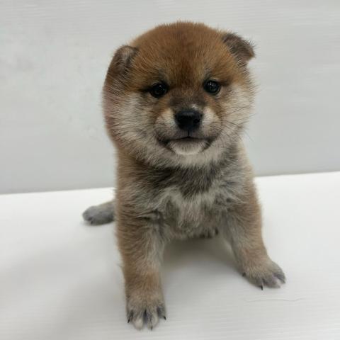 和歌山県の柴犬(標準サイズ) (ペットアミ 岩出店/2025年9月19日生まれ/男の子/赤)の子犬の2枚目の画像