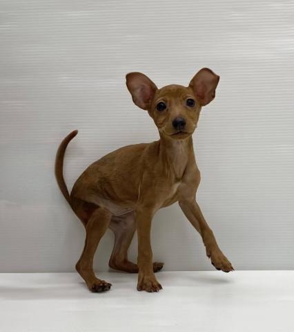 ミニチュアピンシャー