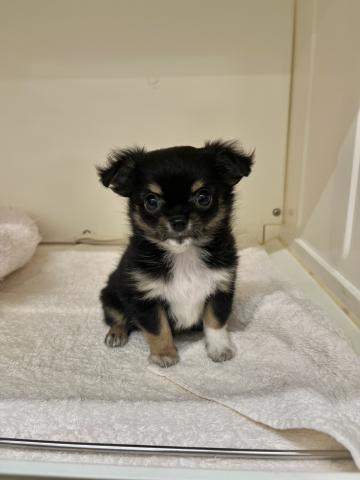 新潟県のチワワ(ロング) (ペットアミ 小千谷店/2025年10月1日生まれ/男の子/ブラックホワイトタン)の子犬