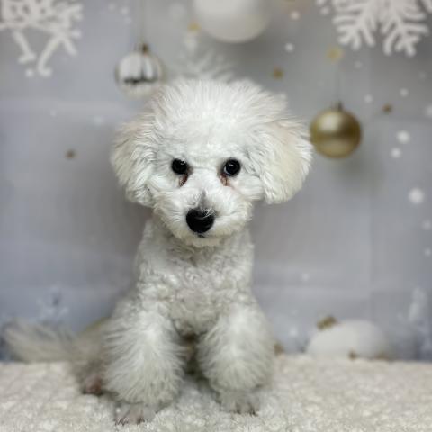 新潟県のビションフリーゼ (ペットアミ 十日町店/2025年6月27日生まれ/男の子/ホワイト)の子犬