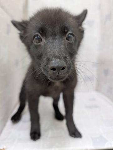 スキッパーキー