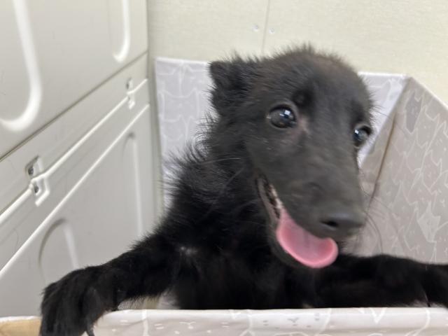 スキッパーキー