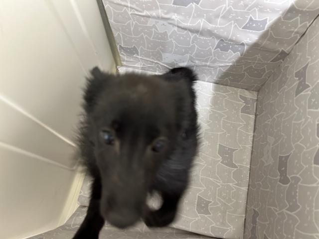 スキッパーキー