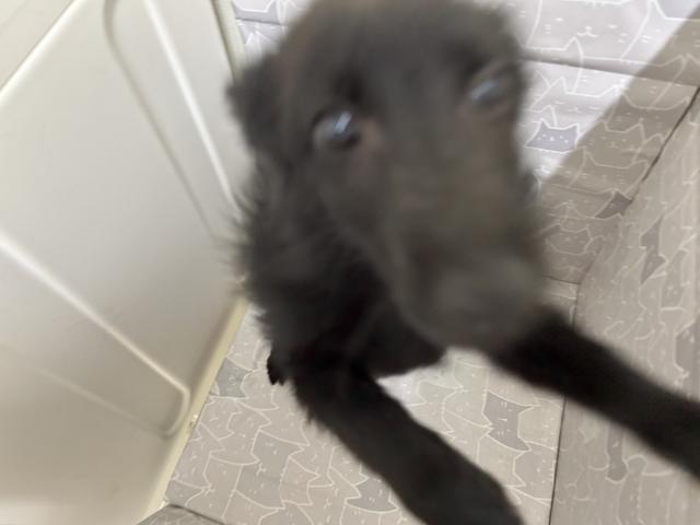 スキッパーキー