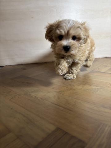 ハーフ(マルチーズ×トイプードル)