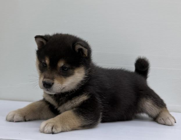 秋田県の柴犬(標準サイズ) (ペットアミ 本荘インター店/2025年9月27日生まれ/女の子/ブラック)の子犬の4枚目の画像