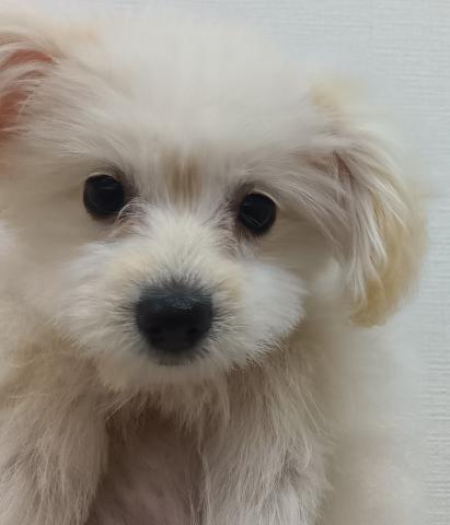 新潟県のポメプー(ポメラニアン×プードル) (ペットアミ 六日町店/2025年8月23日生まれ/女の子/その他色)の子犬