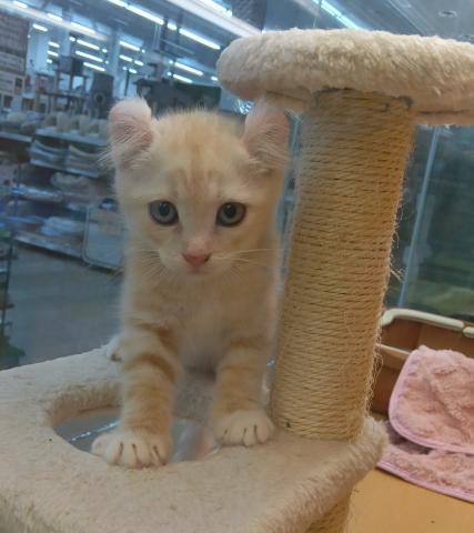 新潟県のアメリカンカール (ペットアミ 六日町店/2025年8月2日生まれ/男の子/クリームタビーホワイト)の子猫の2枚目の画像