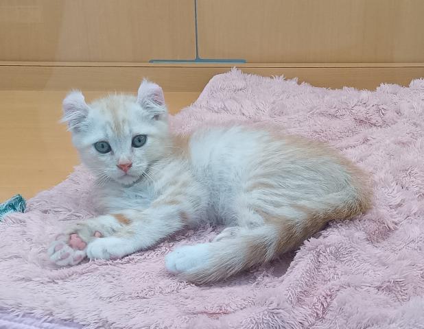新潟県のアメリカンカール (ペットアミ 六日町店/2025年8月2日生まれ/男の子/クリームタビーホワイト)の子猫の3枚目の画像
