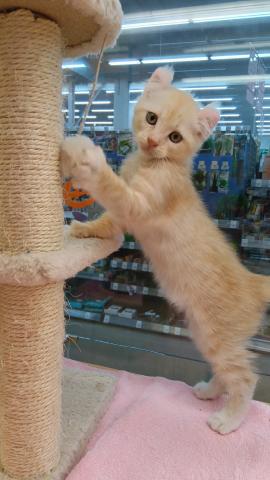 新潟県のアメリカンカール (ペットアミ 六日町店/2025年8月2日生まれ/男の子/クリームタビーホワイト)の子猫の4枚目の画像