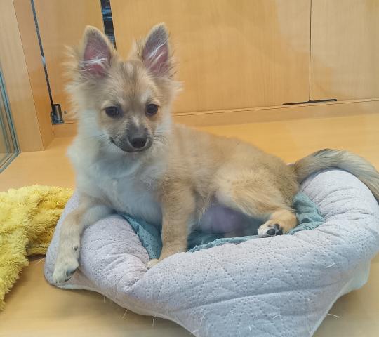 新潟県のハーフ犬・ミックス犬 (ペットアミ 六日町店/2025年6月28日生まれ/男の子/その他色)の子犬の2枚目の画像