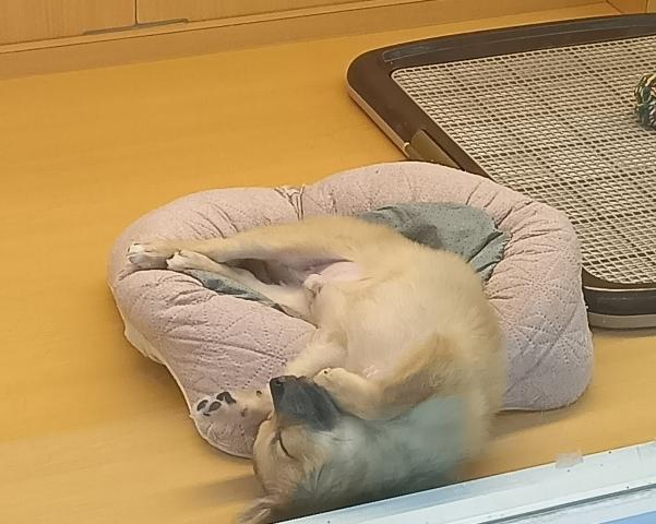 新潟県のハーフ犬・ミックス犬 (ペットアミ 六日町店/2025年6月28日生まれ/男の子/その他色)の子犬の3枚目の画像