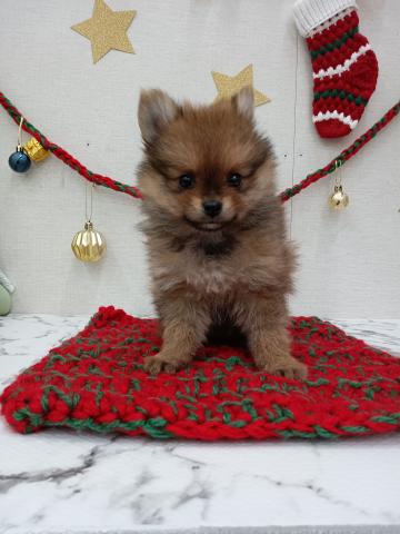 秋田県のポメラニアン (ペットアミ 能代東インター店/2025年10月4日生まれ/女の子/オレンジセーブル)の子犬の1枚目の画像