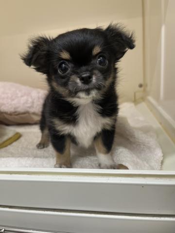 新潟県のチワワ(ロング) (ペットアミ 小千谷店/2025年10月1日生まれ/男の子/ブラックホワイトタン)の子犬の2枚目の画像