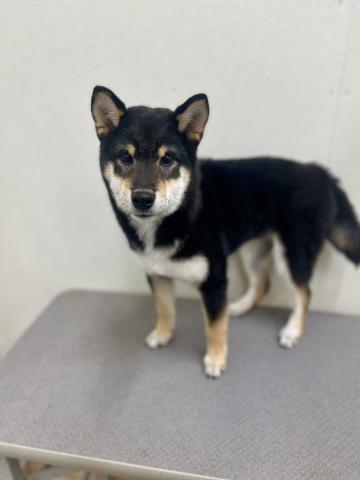 新潟県の柴犬(標準サイズ) (ペットアミ 小千谷店/2025年7月17日生まれ/男の子/ブラック)の子犬の2枚目の画像