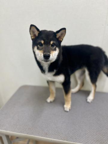 新潟県の柴犬(標準サイズ) (ペットアミ 小千谷店/2025年7月17日生まれ/男の子/ブラック)の子犬の3枚目の画像