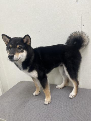 新潟県の柴犬(標準サイズ) (ペットアミ 小千谷店/2025年7月17日生まれ/男の子/ブラック)の子犬の4枚目の画像